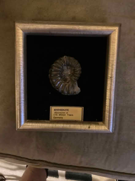 Photo of free Framed minute fossil (Mt. Pleasant DC) #1