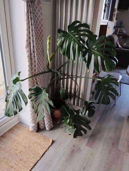 Photo of free Large monstera plant (Hoylake CH47) #1