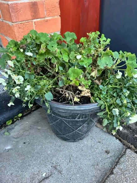 Photo of free Garden tubs with plants (x 2) (West Bridgford NG2) #2