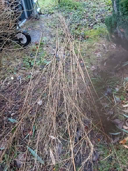 Photo of free Natural grown cane (L25 Woolton) #1