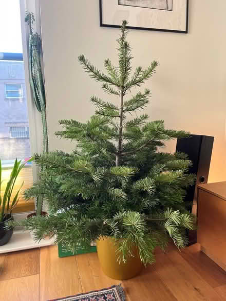 Photo of free Potted Christmas tree (Edinburgh, EH7) #1