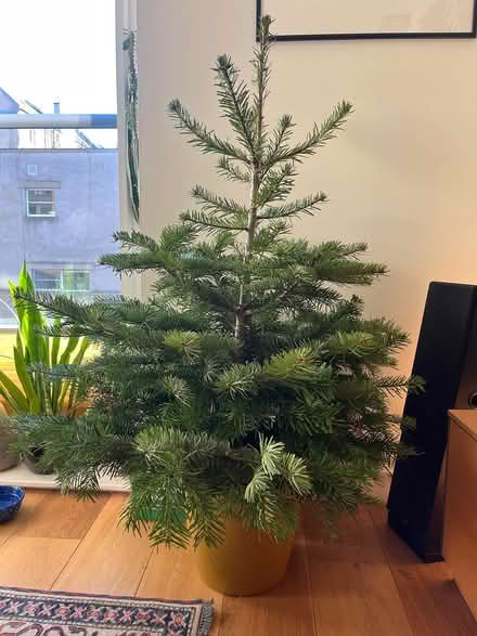 Photo of free Potted Christmas tree (Edinburgh, EH7) #2