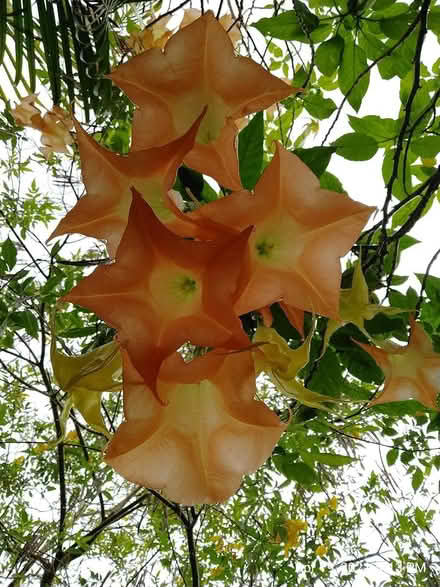 Photo of free Trumpet plant/ornamental tree (Palm Harbor) #3