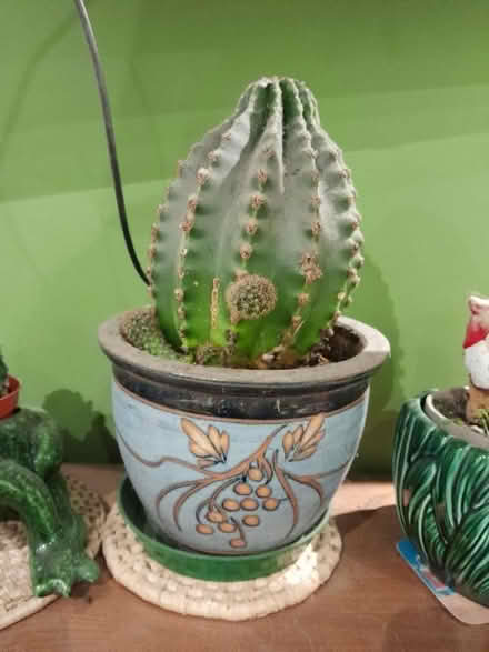 Photo of free Large cactus (Buxted TN22) #1