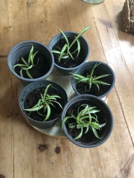 Photo of free Spider plants (Odd Down) #1