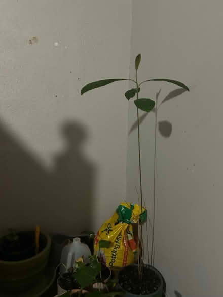 Photo of free Avocado plant (Brooklyn) #1