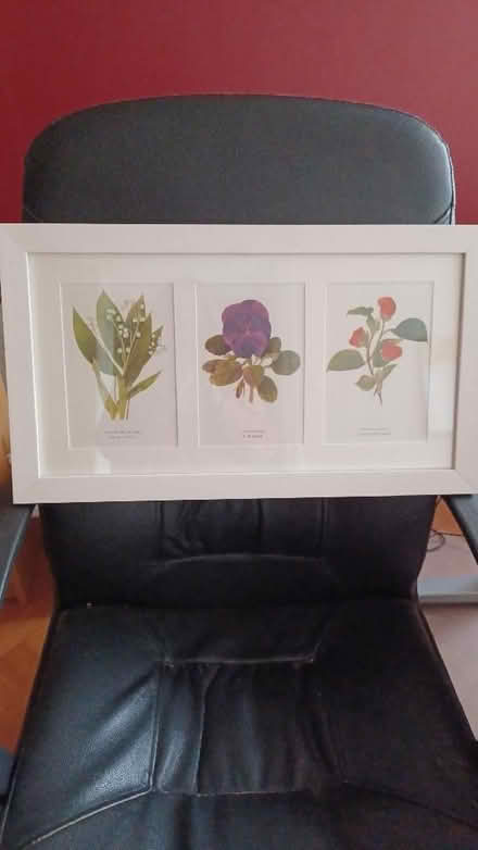 Photo of free Framed flower print (Denton's Green WA10) #1