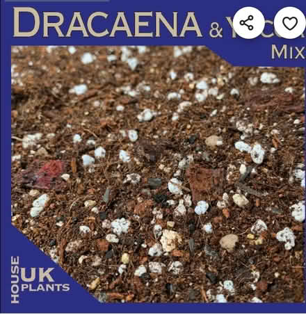 Photo of Soil For Yucca Plant. DRACAENA (HG3) #1