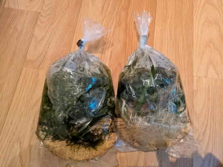 Photo of free Fish tank plants (Cheltenham GL51) #1