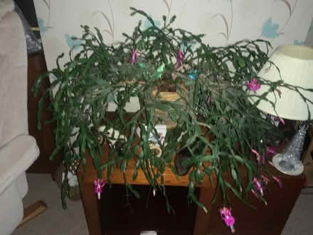 Photo of free Large Christmas cactus plant (West Oxfordshire OX28) #1