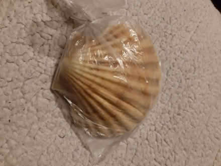 Photo of free Scallop shells (Whitemoor NG8) #2