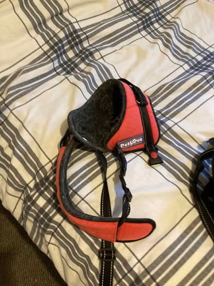 Photo of free Dogs Coat & Harness (Penzance TR18) #3