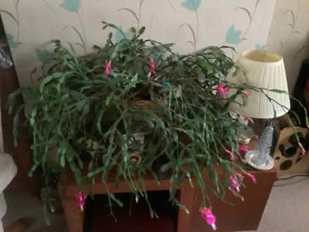 Photo of free Large Christmas cactus plant (West Oxfordshire OX28) #2