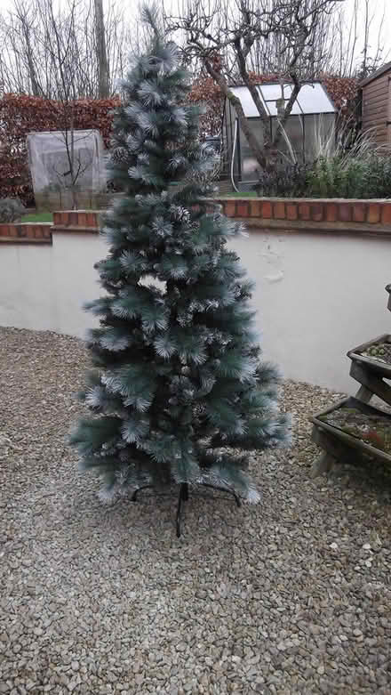 Photo of free Christmas tree (HR8 Much Marcle) #1