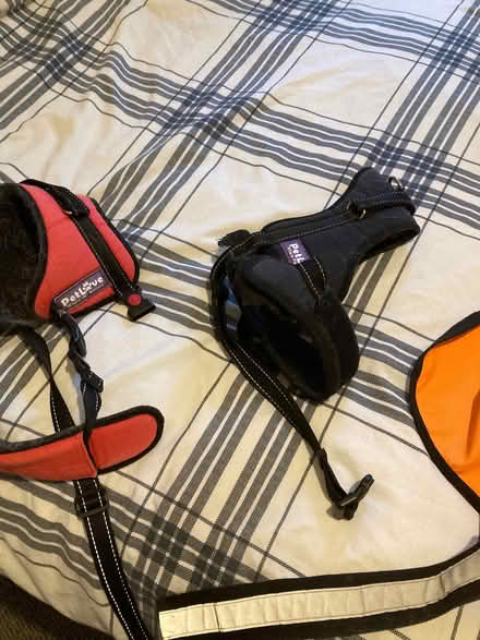 Photo of free Dogs Coat & Harness (Penzance TR18) #2