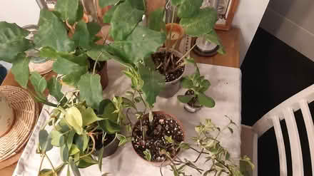 Photo of free House plants (S40) #1