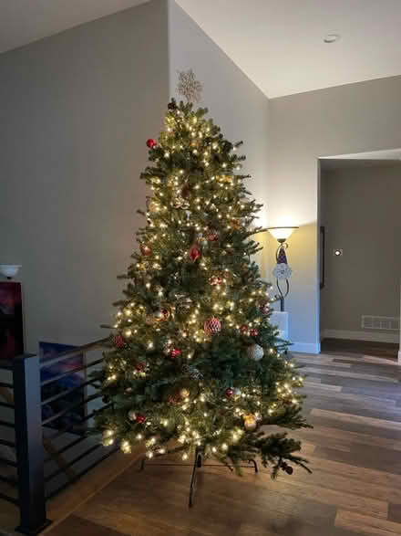 Photo of free Christmas tree (Broadmoor) #1