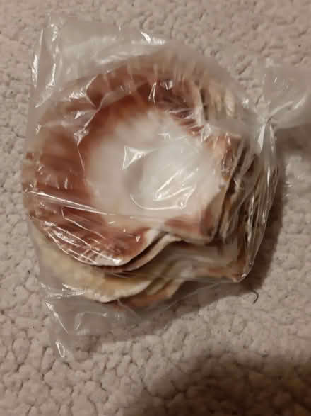 Photo of free Scallop shells (Whitemoor NG8) #1