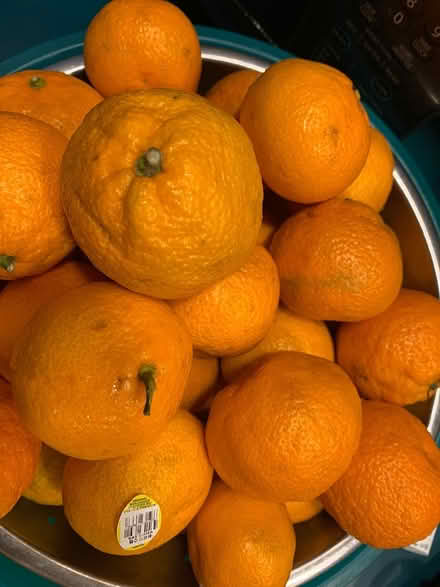 Photo of free Organic satsuma oranges (Lake City/Meadowbrook) #1