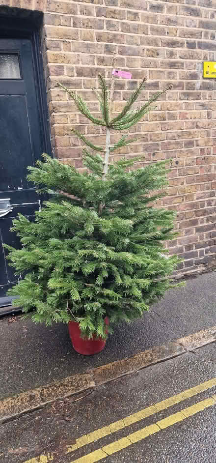 Photo of free Living Christmas tree in pot (Eton SL4) #1