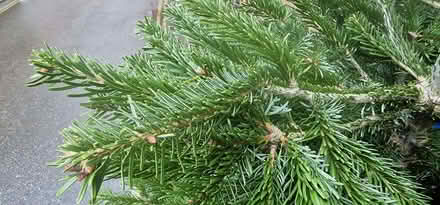 Photo of free Living Christmas tree in pot (Eton SL4) #3