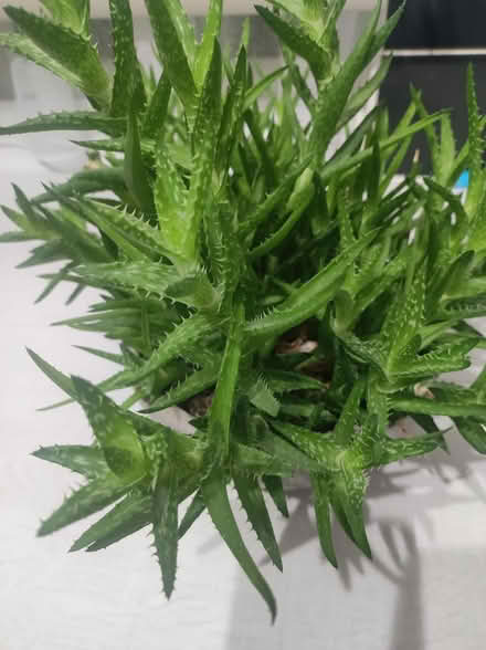 Photo of free Succulent Plant (WA3) #2