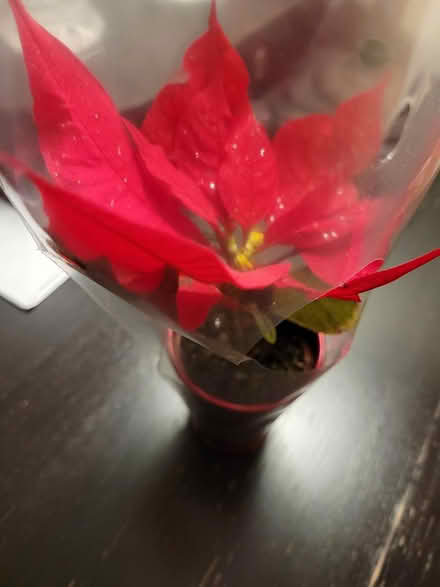 Photo of free Mini Poinsettia with Glitter (975 S. De Anza Blvd, San Jose) #1