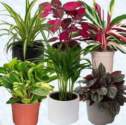 Photo of Houseplants large & small (Widdrington, Morpeth NE61) #1