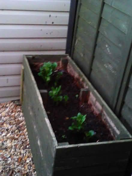 Photo of free planter (Box) #1