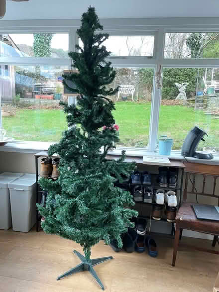 Photo of free Christmas tree (Crieff PH7) #1