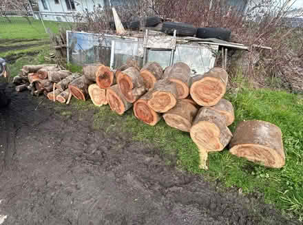 Photo of free Acacia Firewood (1654 13th St, arcata) #1