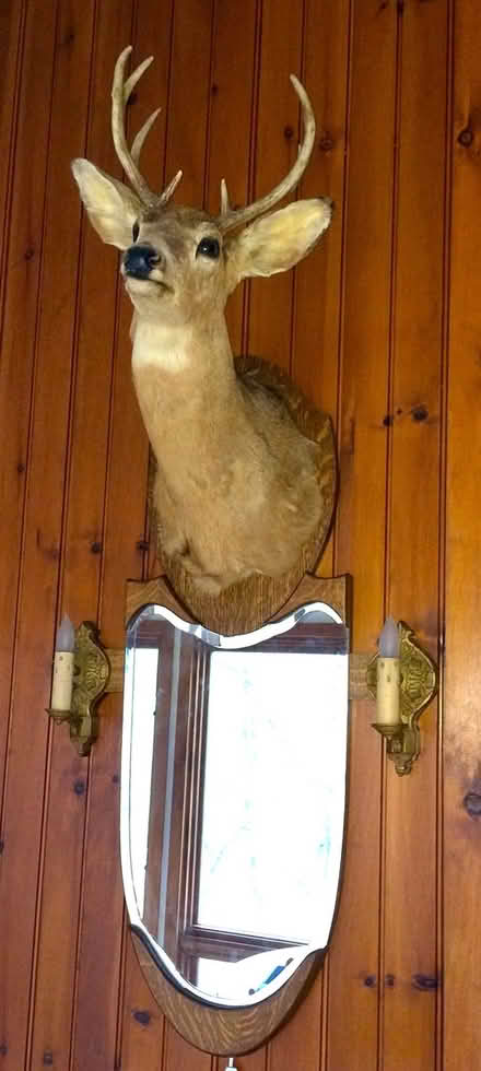 Photo of free Oak, mirror, mounted deer trophy (Chadds Ford) #1