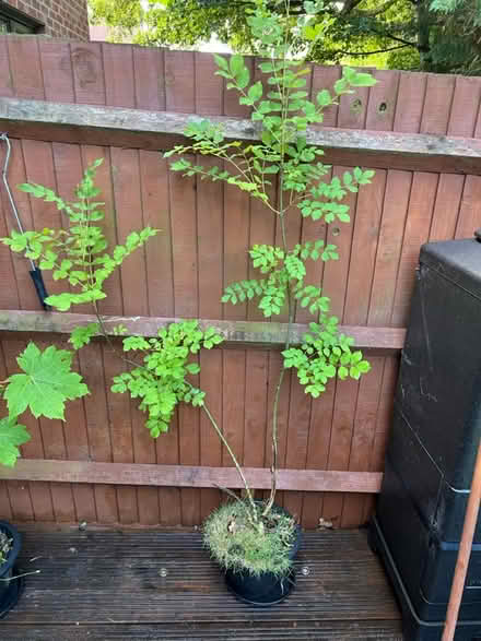 Photo of free Saplings (Cove GU14) #2