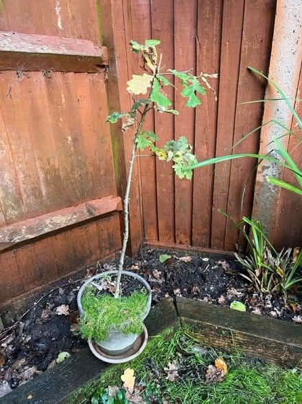 Photo of free Saplings (Cove GU14) #1