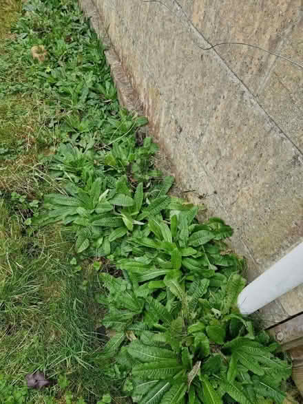 Photo of free Teasel plants (Bear Flat) #1