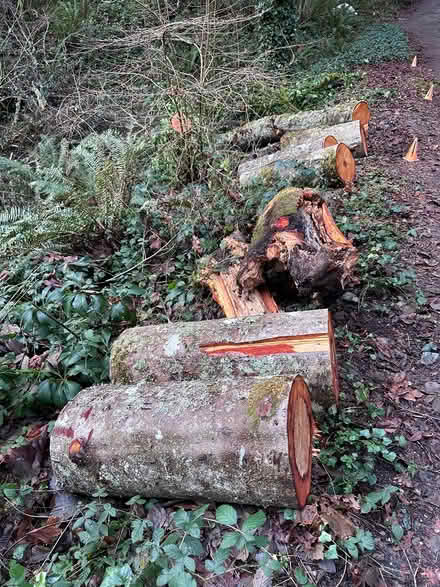 Photo of free firewood (Burton) #1