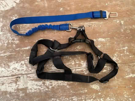 Photo of free Dog harness (West Hill TN34) #1