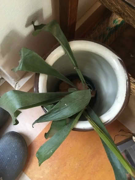 Photo of free Poorly stag horn fern (Prestonfield EH16) #2