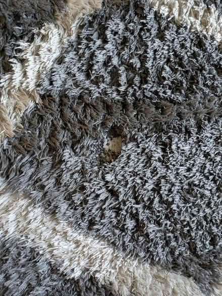 Photo of free Large area rug 7'10x10'2 (South lamar) #2