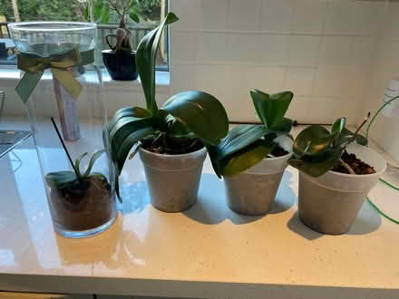 Photo of free 4 orchids (Killiney, Co Dublin) #1