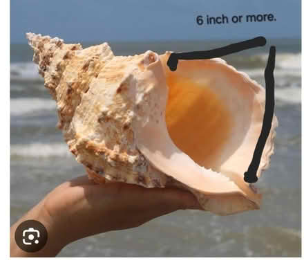 Photo of Conch shells (Southam CV47) #1