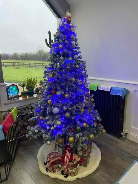 Photo of free Christmas Tree - 7ft (Sixmilebridge) #3