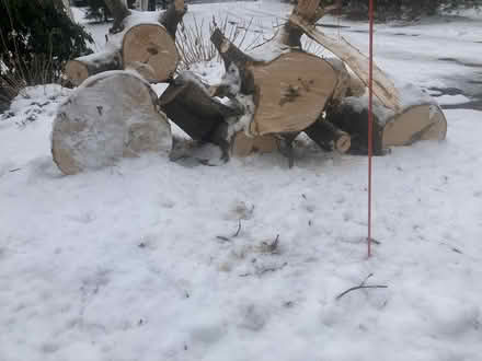 Photo of free Firewood cut to 14" (West Groton) #1