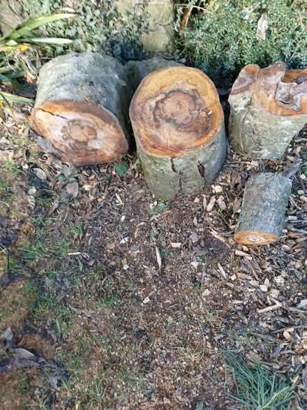 Photo of free Rowan logs for turning (HR2 St Owens Cross) #2