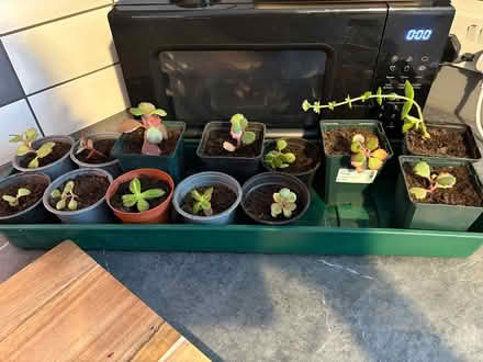 Photo of free Succulents (AB21) #1