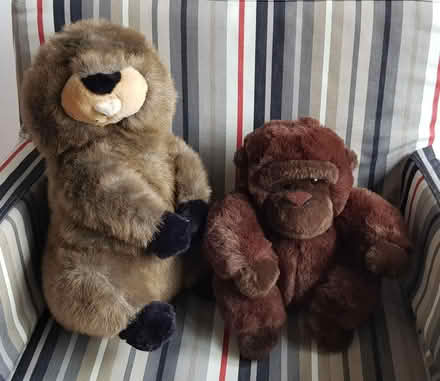 Photo of free Cuddly Toys (Euxton PR7) #1