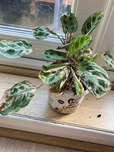 Photo of free Plant (Oxford OX3) #1