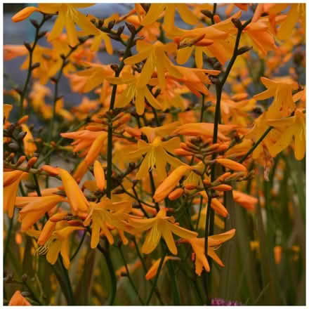 Photo of free bag of montbretia corms-similar to picture (Prestatyn LL19) #1