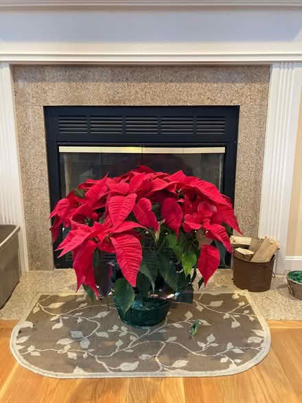 Photo of free Large Pointsettia Plant (Groton, Hoyts Wharf Road) #1