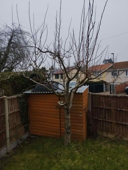 Photo of free Mature plum tree (Sandhills OX3) #1